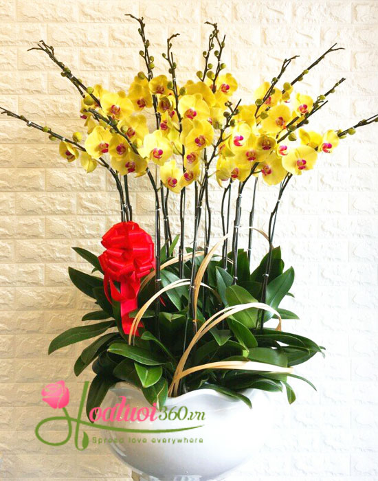 lan hồ điệp vàng với ý nghĩa đặc biệt lan hồ điệp vàng với ý nghĩa đặc biệt